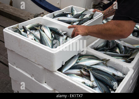 Boxed whole raw mackerel fish on the boat  at Trouville Sur Mer, Northern France, Europe Stock Photo