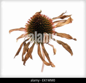 Wilted 'Echinacea purpurea' Cone flower, series DB 2 of 3 Stock Photo
