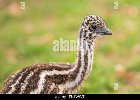 Portrait of a baby Australian Emu (Dromaius novaehollandiae) Stock Photo