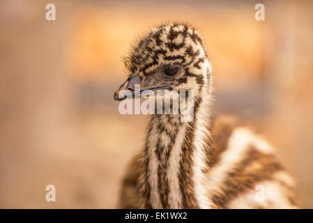 Portrait of a baby Australian Emu (Dromaius novaehollandiae) Stock Photo