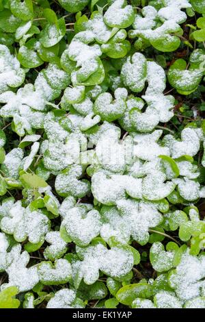 Petasites fragrans, Winter Heliotrope, new growth with a covering of snow, Norfolk, England, January Stock Photo