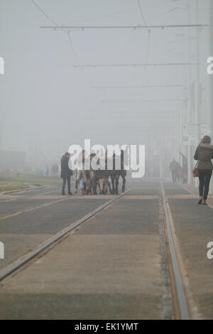 Blackpool UK, 5th April 2015. Weather news, A foggy and gloomy Easter Sunday on the promenade at Blackpool. Time for the donkey's to head home with the foggy conditions spoiling the trade for the donkey owners.  Credit: Gary Telford/Alamy live news Stock Photo