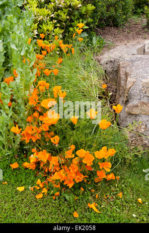 Bright orange flowers of the Californian poppy, Escholtzia californica Stock Photo