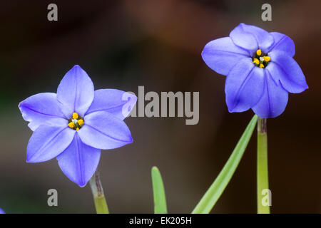 Flowers of the spring bulb, Ipheion uniflorum 'Jessie' Stock Photo