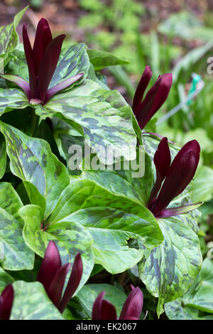 Red flowers of the spring blooming wake robin, Trillium chloropetalum 'Rubrum' Stock Photo