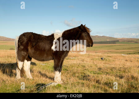 Bodmin Moor Pony Cornwall; UK Stock Photo