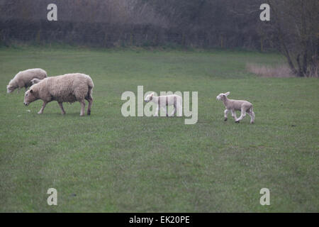 two lambs Stock Photo