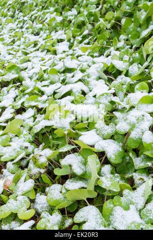 Petasites fragrans, Winter Heliotrope, new growth with a covering of snow, Norfolk, England, January Stock Photo