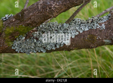 Parmotrema perlatum growing on branch. Stock Photo