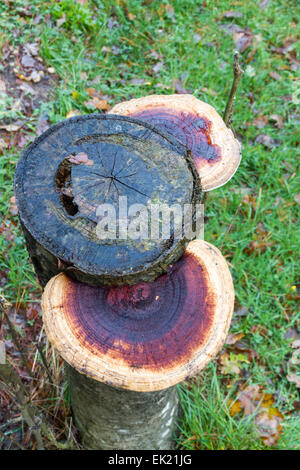 Purple and beige Bracket fungus growing out of tree stump, United Kingdom Stock Photo