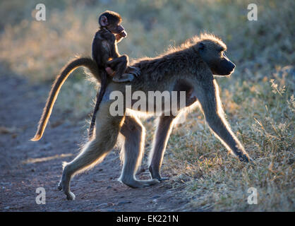 Female baboon and baby in Chobe National Park, Botswana Stock Photo