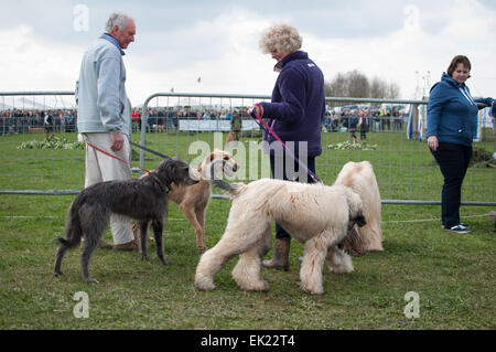 Thame, Oxon, UK. 5th April, 2015. Thame country show Day 1, Oxfordshire, 5th April 2015, picture from the annual dog, horse and crafts show near Oxford. Credit:  Stanislav Halcin/Alamy Live News Stock Photo