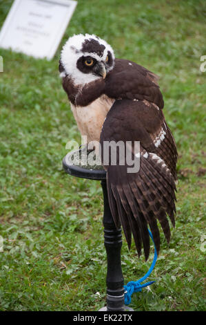 Thame, Oxon, UK. 5th April, 2015. Thame country show Day 1, Oxfordshire, 5th April 2015, picture from the annual dog, horse and crafts show near Oxford. Credit:  Stanislav Halcin/Alamy Live News Stock Photo