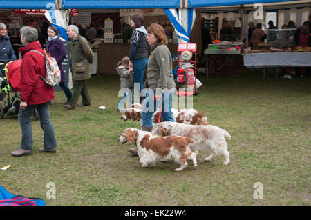 Thame, Oxon, UK. 5th April, 2015. Thame country show Day 1, Oxfordshire, 5th April 2015, picture from the annual dog, horse and crafts show near Oxford. Credit:  Stanislav Halcin/Alamy Live News Stock Photo