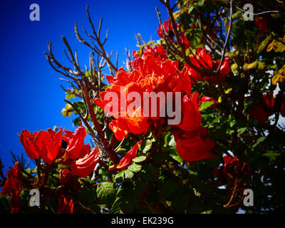 Royal Poinciana, Flamboyant Tree, Flame tree, Peacock Flower Gulmohar Delonix regia Tropical red Flower in Tenerife island Canar Stock Photo