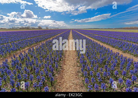 Spring time in he Netherlands: Wide angle view of flowering blue hyacinths, Voorhout, South Holland. Stock Photo