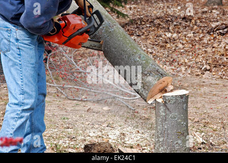man cutting a tree down with chain saw Stock Photo