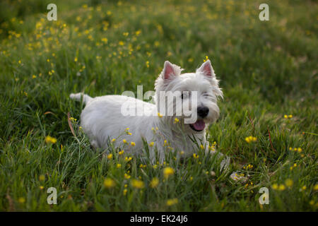 A Westie (West Highland Terrier) rests on the grass. Stock Photo