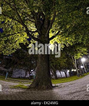 Old oak tree in the night sky with the moon Stock Photo - Alamy