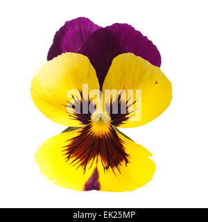 yellow pansy  isolated on white background Stock Photo