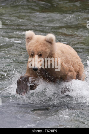 Brown Bear jumping to catch salmon in Brooks River, Katmai National Park, Alaska, USA Stock Photo