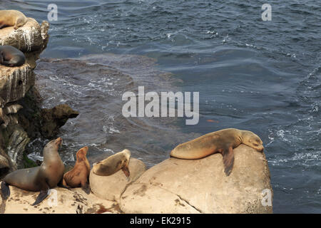 Sea lions at the beach at La Jolla Cove in San Diego, California Stock  Photo - Alamy