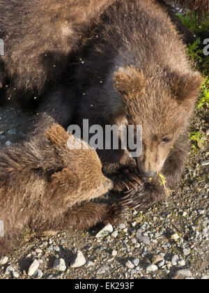 Brown Bear and cubs Katmai National Park Alaska Stock Photo - Alamy