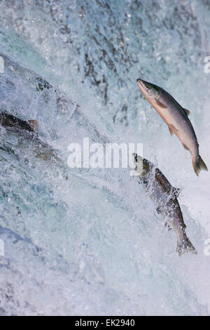 Salmon jumping over Brooks Falls, Katmai National Park, Alaska, USA Stock Photo
