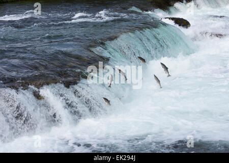 Salmon jumping over Brooks Falls, Katmai National Park, Alaska, USA Stock Photo