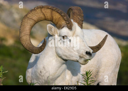 Dall's Sheep (Ovis dalli) ram, Denali National Park, Alaska, USA Stock Photo