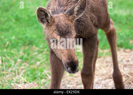 Caribou fawn, Alaska, USA Stock Photo - Alamy
