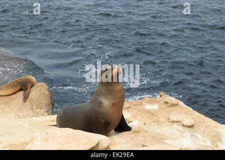 Sea lions at the beach at La Jolla Cove in San Diego, California Stock  Photo - Alamy