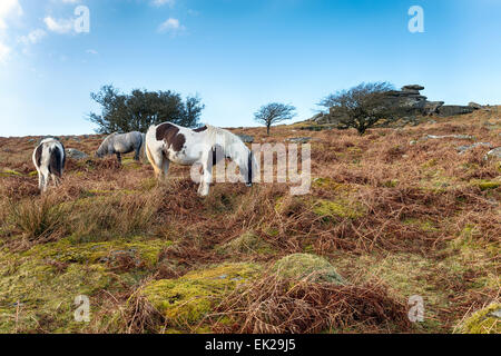 Moorland ponies grazing on Sharp Tor on Bodmin Moor in Cornwall Stock Photo