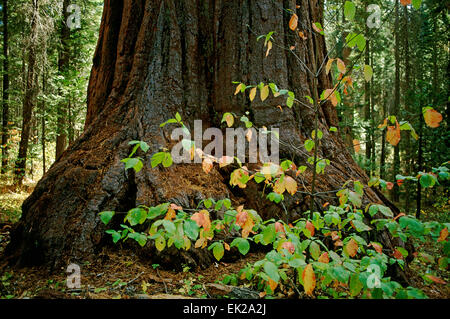 Large Giant Sequoia (Sequoiadendron giganteum) and small Pacific Dogwood (Cornus nuttallii) trees in Dorrington, California