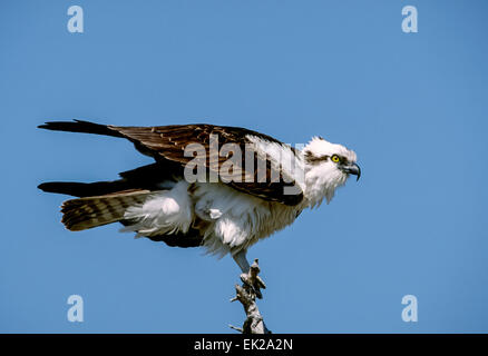 Adult Osprey perched on a tree stub looking for prey, in Sanibel Island, Florida, USA Stock Photo