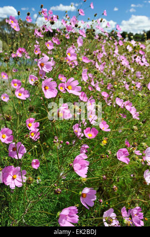Beautiful pink Cosmos flowers,Cosmos bipinnatus, growing wild near Drakensberg country town, Himeville, KwaZulu-Natal, South Africa Stock Photo