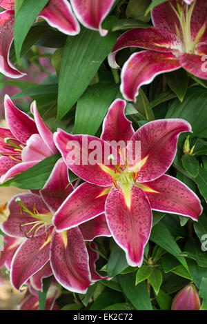 Lily Deep Impact Stock Photo