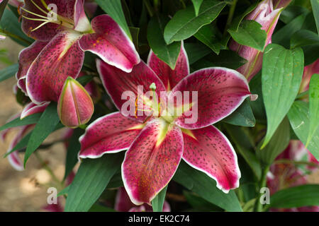 Lily Deep Impact Stock Photo