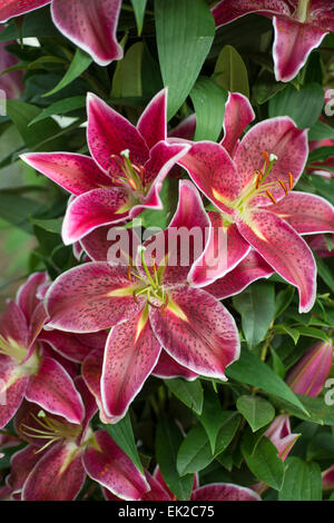 Lily Deep Impact Stock Photo