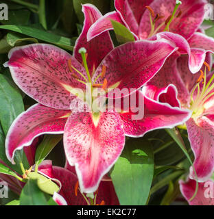 Lily Deep Impact Stock Photo