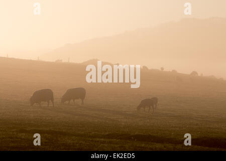 Aberystwyth, Wales, UK. 6th April, 2015. Weather, UK. After a glorious Easter Sunday the sea mist covers the hills around Aberystwyth at sunrise on Bank Holiday Monday Credit: Jon Freeman/Alamy Live News Stock Photo