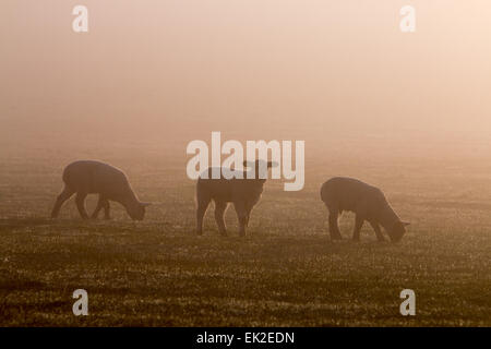 Aberystwyth, Wales, UK. 6th April, 2015. Weather, UK. After a glorious Easter Sunday the sea mist covers the hills around Aberystwyth at sunrise on Bank Holiday Monday Credit: Jon Freeman/Alamy Live News Stock Photo