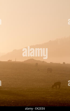 Aberystwyth, Wales, UK. 6th April, 2015. Weather, UK. After a glorious Easter Sunday the sea mist covers the hills around Aberystwyth at sunrise on Bank Holiday Monday Credit: Jon Freeman/Alamy Live News Stock Photo