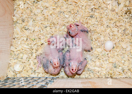 Cockatiel hatchlings in a nest box Stock Photo