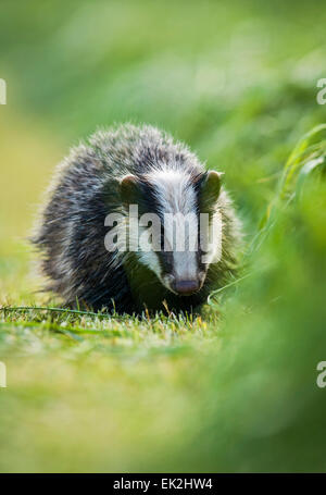 Young Badger foraging in a hayfield near Taunton Somerset Stock Photo