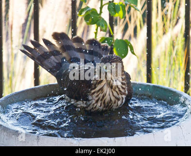 Cooper's Hawk (Accipiter cooperii) in birdbath Stock Photo
