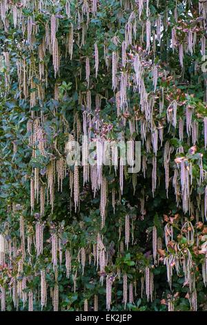 Garrya elliptica - the silk tassel bush Stock Photo