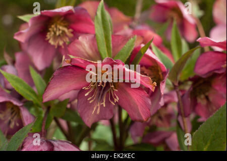 bunch rose pink hellebore a hardy evergreen and deciduous perennial traditional Victorian garden single flower stamen and anther Stock Photo