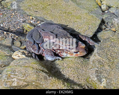 Toads mating underwater in stream with spawn visible Stock Photo