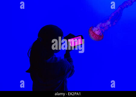 Ripley's Aquarium of Canada,Toronto,Ontario, young girl photographing jellyfish, Pacific sea nettle (Chrysaora fuscescens)